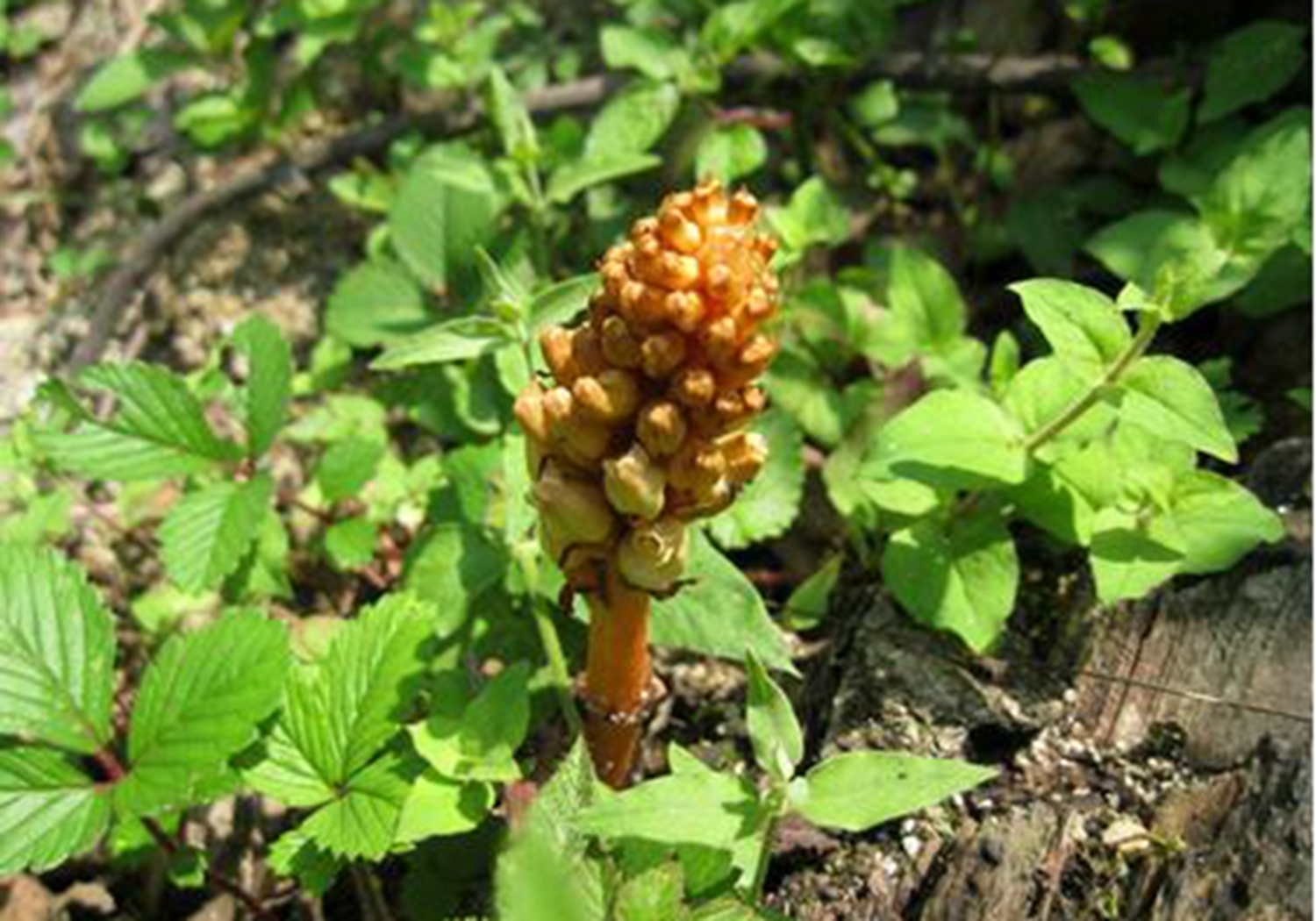 天麻- 2020年最新商品信息聚合專區(qū) - 愛采購(gòu)