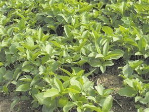 中國十個致富帶頭人的傳奇故事