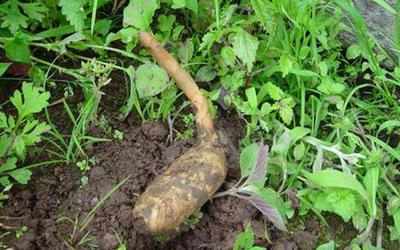 這種野生植物,對(duì)&ldquo;頭痛癥&rdquo;有療效,且價(jià)值極為珍貴,見到請(qǐng)珍惜