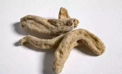 天麻知識大全,值得收藏!