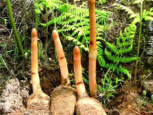 致富帶頭人付世友：天麻生金富村民